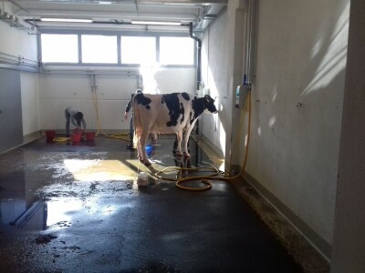 Friziranje krava i bikova