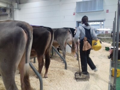 Friziranje krava i bikova