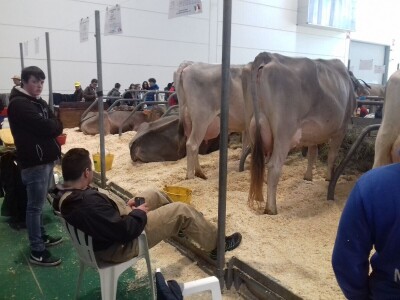 Friziranje krava i bikova