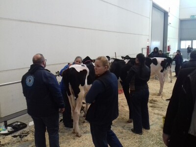 Friziranje krava i bikova