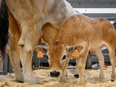 Friziranje krava i bikova