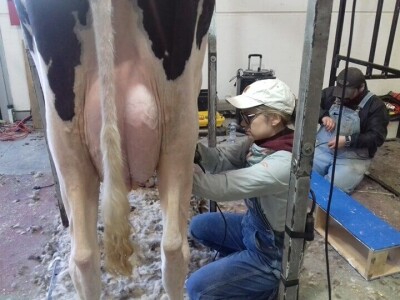 Friziranje krava i bikova