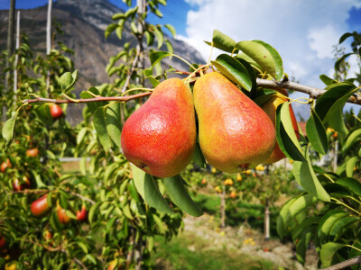 Fruit Logistica 2019