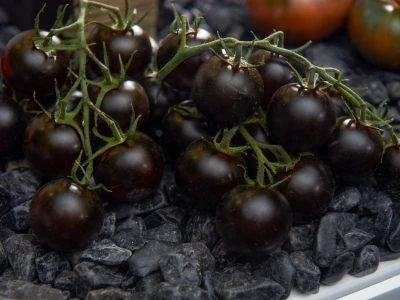 Fruit Logistika 2019