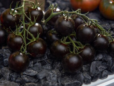 Fruit Logistika 2019