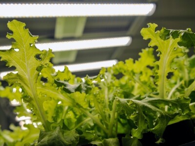 Fruit Logistika 2019