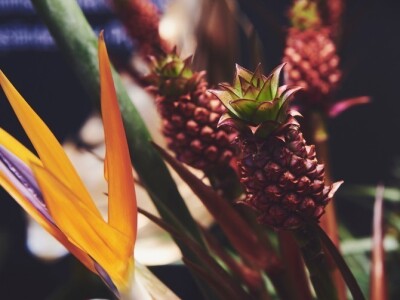 Fruit Logistika 2019