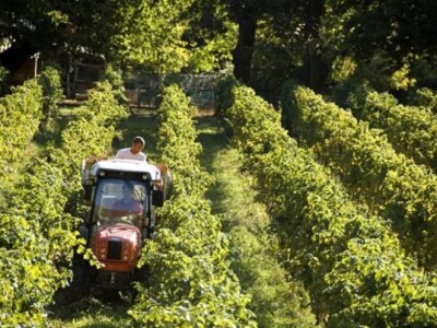 Traktor Same Frutteto F/S/V