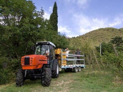Traktor Same Frutteto F/S/V