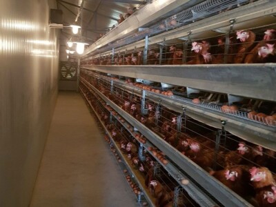 Fudbalski sudija Ljubo Aničić sva jaja uspije da proda Fudbalski sudija Ljubo Aničić sva jaja uspije da proda