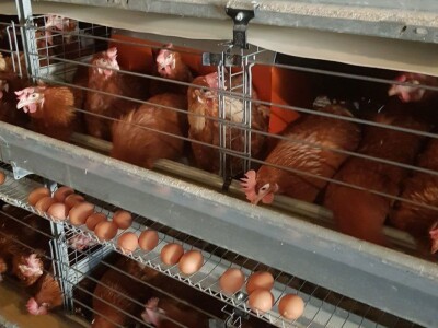 Fudbalski sudija Ljubo Aničić sva jaja uspije da proda Fudbalski sudija Ljubo Aničić sva jaja uspije da proda