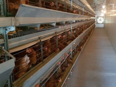 Fudbalski sudija Ljubo Aničić sva jaja uspije da proda Fudbalski sudija Ljubo Aničić sva jaja uspije da proda