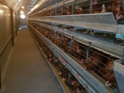 Fudbalski sudija Ljubo Aničić sva jaja uspije da proda Fudbalski sudija Ljubo Aničić sva jaja uspije da proda