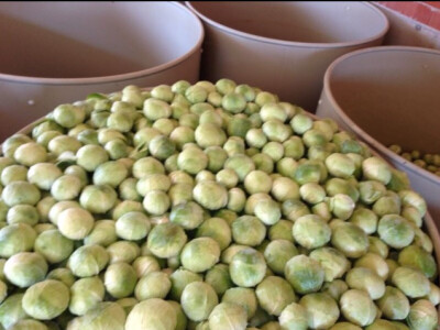 Tvrde glavice tankih i kompakntih listova