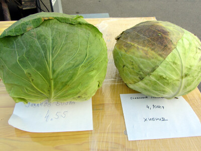 Futoški i hibridni kupus