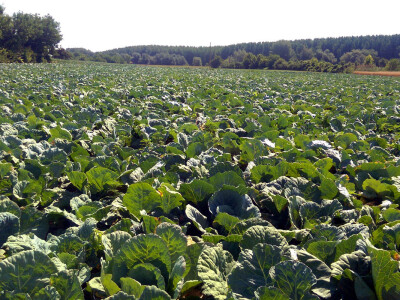 Futoški kupus u polju