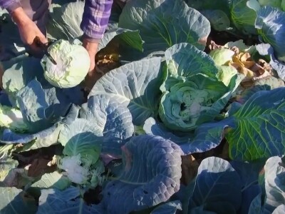 Futoški kupus porodice Gligorić