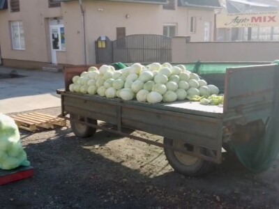 Futoški kupus porodice Gligorić