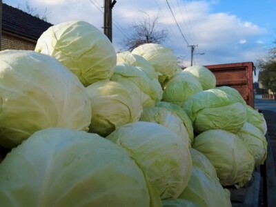 Futoški kupus porodice Gligorić