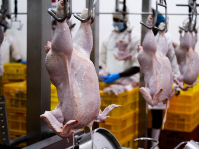 Prerada piletine u Keniji - KenChic