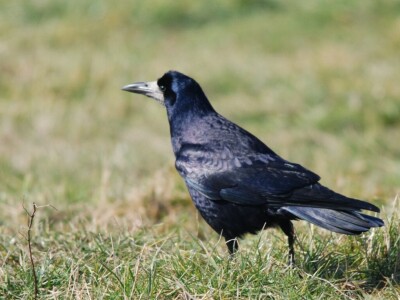 Ptice kao saveznici u poljoprivrednoj proizvodnji