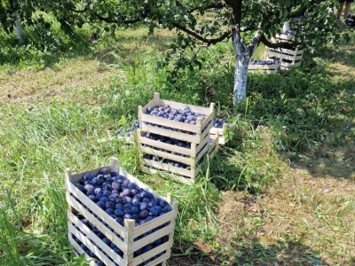 Počinje zrenje šljive