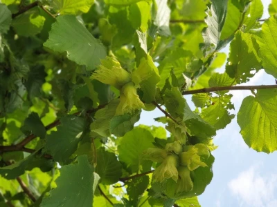 "Šarena ljelja" sa obronaka sela Piskavica, kod Banja Luke
