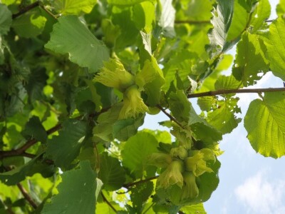 "Šarena ljelja" sa obronaka sela Piskavica, kod Banja Luke "Šarena ljelja" sa obronaka sela Piskavica, kod Banja Luke