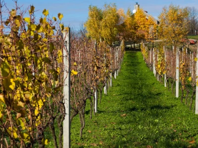 Vinograd obitelji