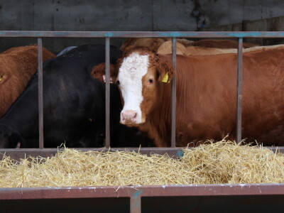 Garguston Farm, Muir of Ord, Škotska