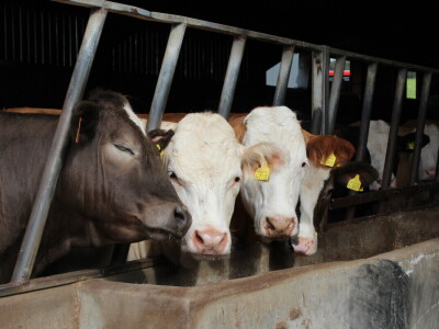 Garguston Farm, Muir of Ord, Škotska