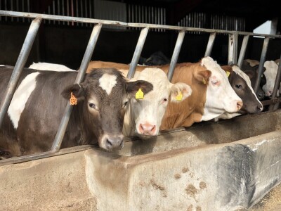 Garguston Farm, Muir of Ord, Škotska