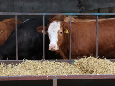 Garguston Farm, Muir of Ord, Škotska