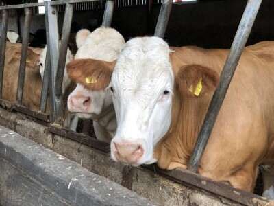 Garguston Farm, Muir of Ord, Škotska