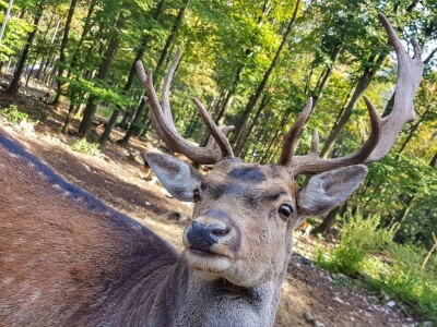 Gastro turizam u Gorskom kotaru