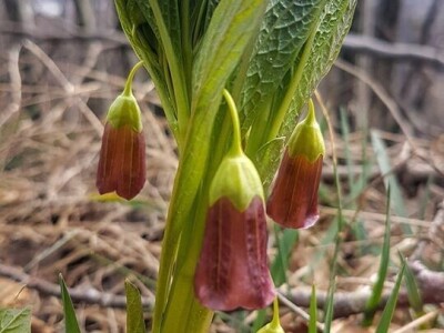 Gastro turizam u Gorskom kotaru
