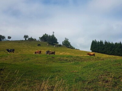 Gastro turizam u Gorskom kotaru