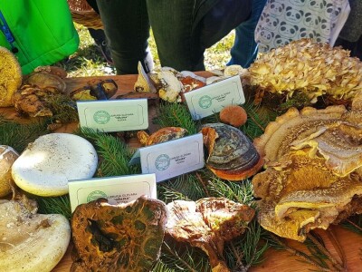 Gastro turizam u Gorskom kotaru