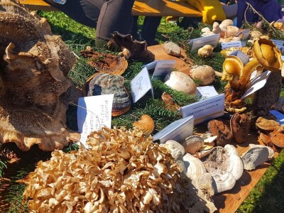 Gastro turizam u Gorskom kotaru