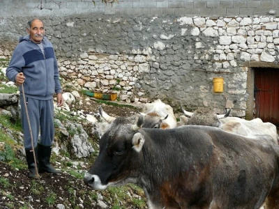 Gatačko goveče
