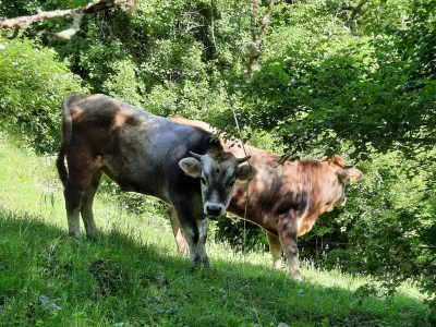 Gatačko goveče
