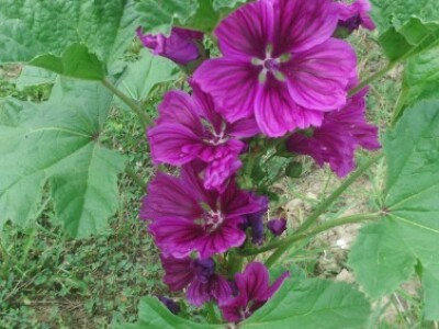 U našem eko-voćnjaku posijali smo i sljez pogodan za gnojnice...