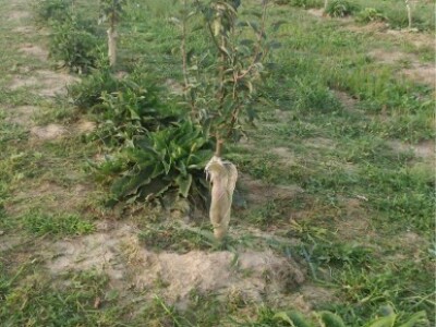 Prošlog proljeća posadili smo gavez u redu između mladih jabuka