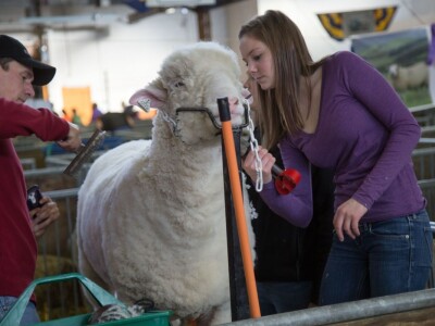 Bowenova tehnika šišanja ovaca