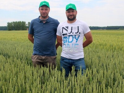 Dani polja pšenice RWA u Ždali