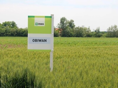 Dani polja pšenice RWA u Ždali