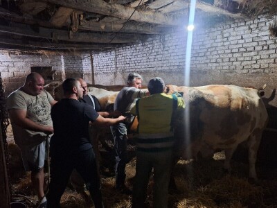 Gazdinstvo Gradiše Stojanovića - teljenje krave