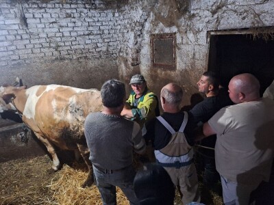 Gazdinstvo Gradiše Stojanovića - teljenje krave
