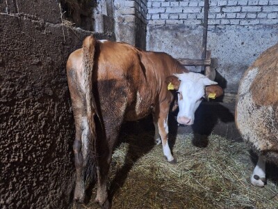 Gazdinstvo Gradiše Stojanovića - teljenje krave