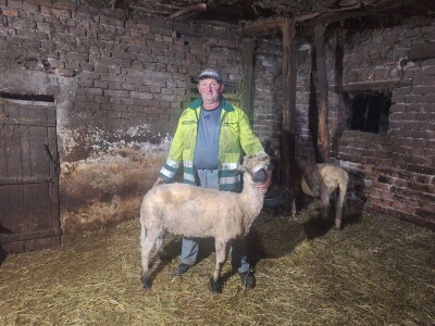 Gazdinstvo Gradiše Stojanovića - teljenje krave